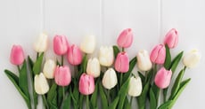 tulipe-01-1